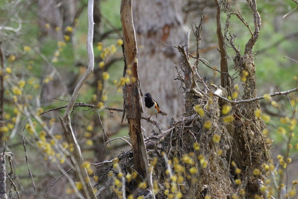 Eastern Towhee (Red-eyed) - ML558580901