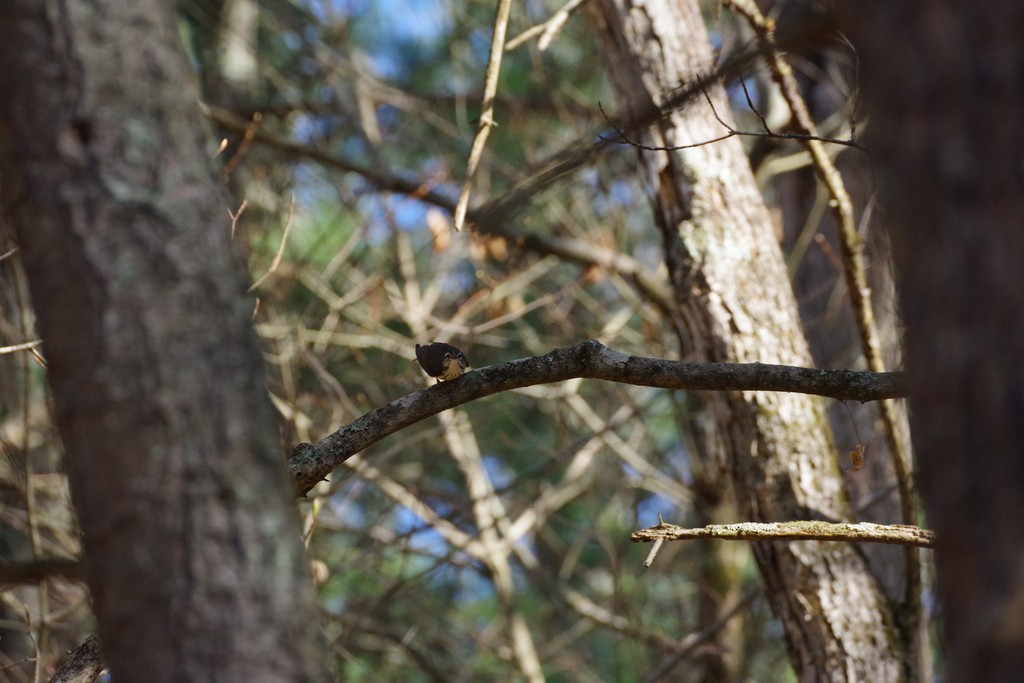 Louisiana Waterthrush - ML558581031