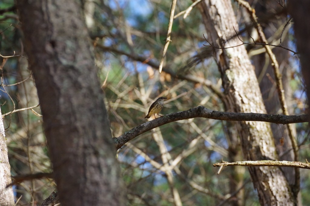 Louisiana Waterthrush - ML558581071