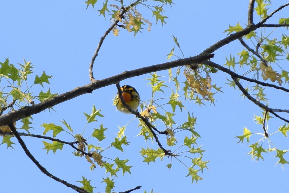 Blackburnian Warbler - ML55858111