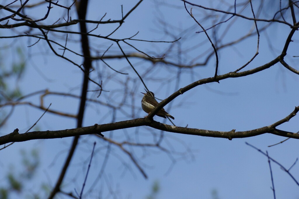 Louisiana Waterthrush - ML558581161