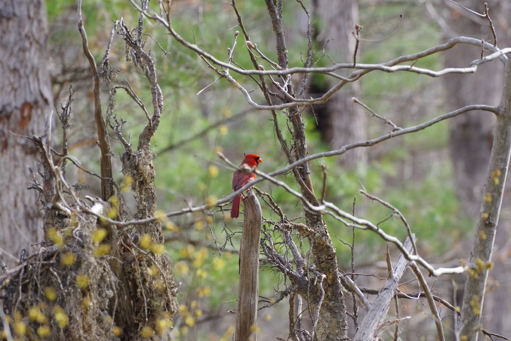 Northern Cardinal - ML558581221