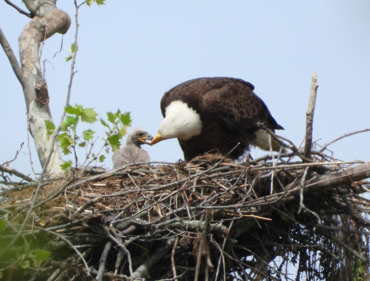 Bald Eagle - Mike Cianciosi