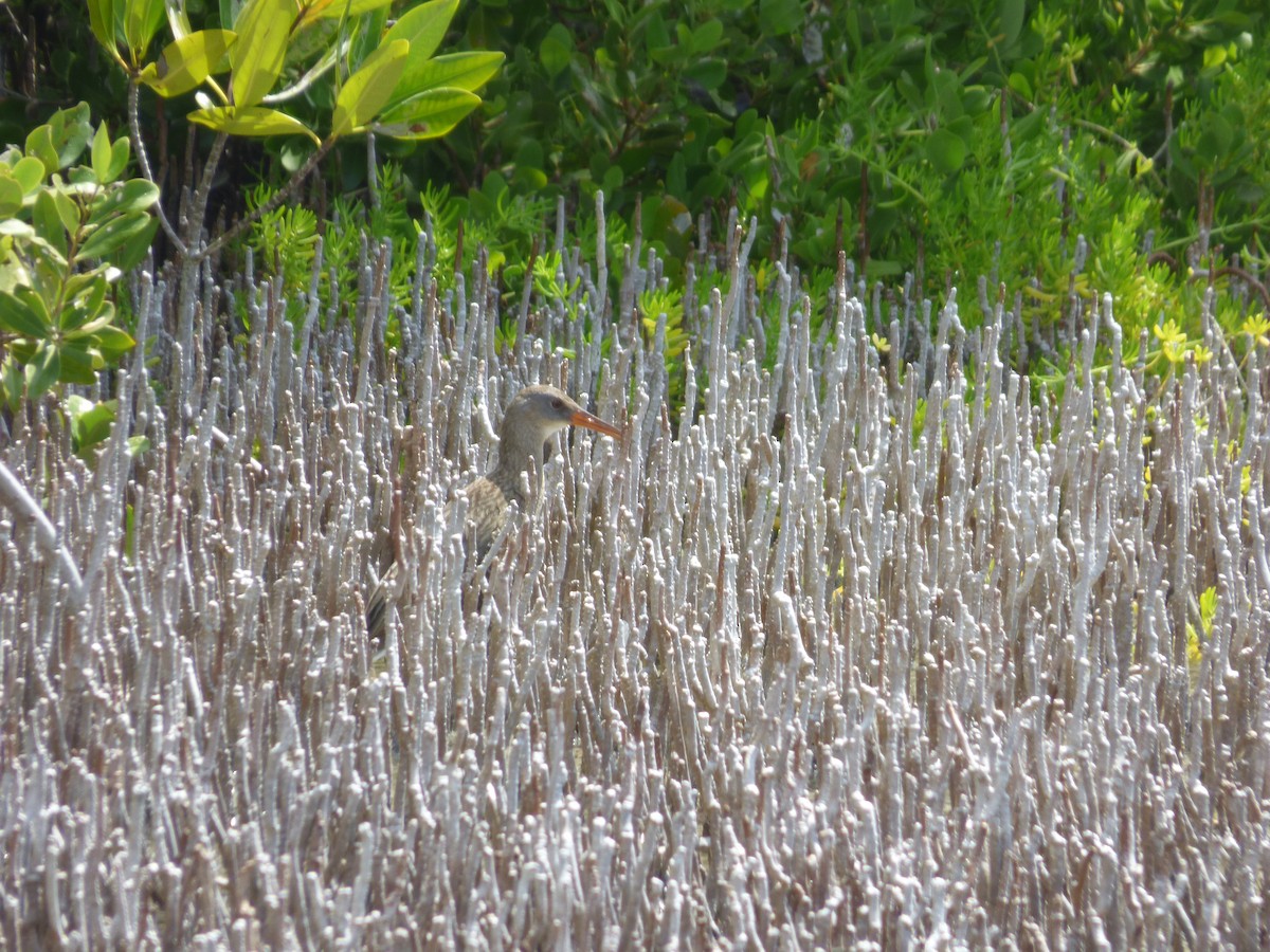 Clapper Rail - ML55858271