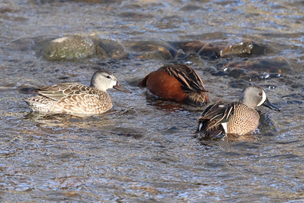 Blue-winged Teal - ML558582741