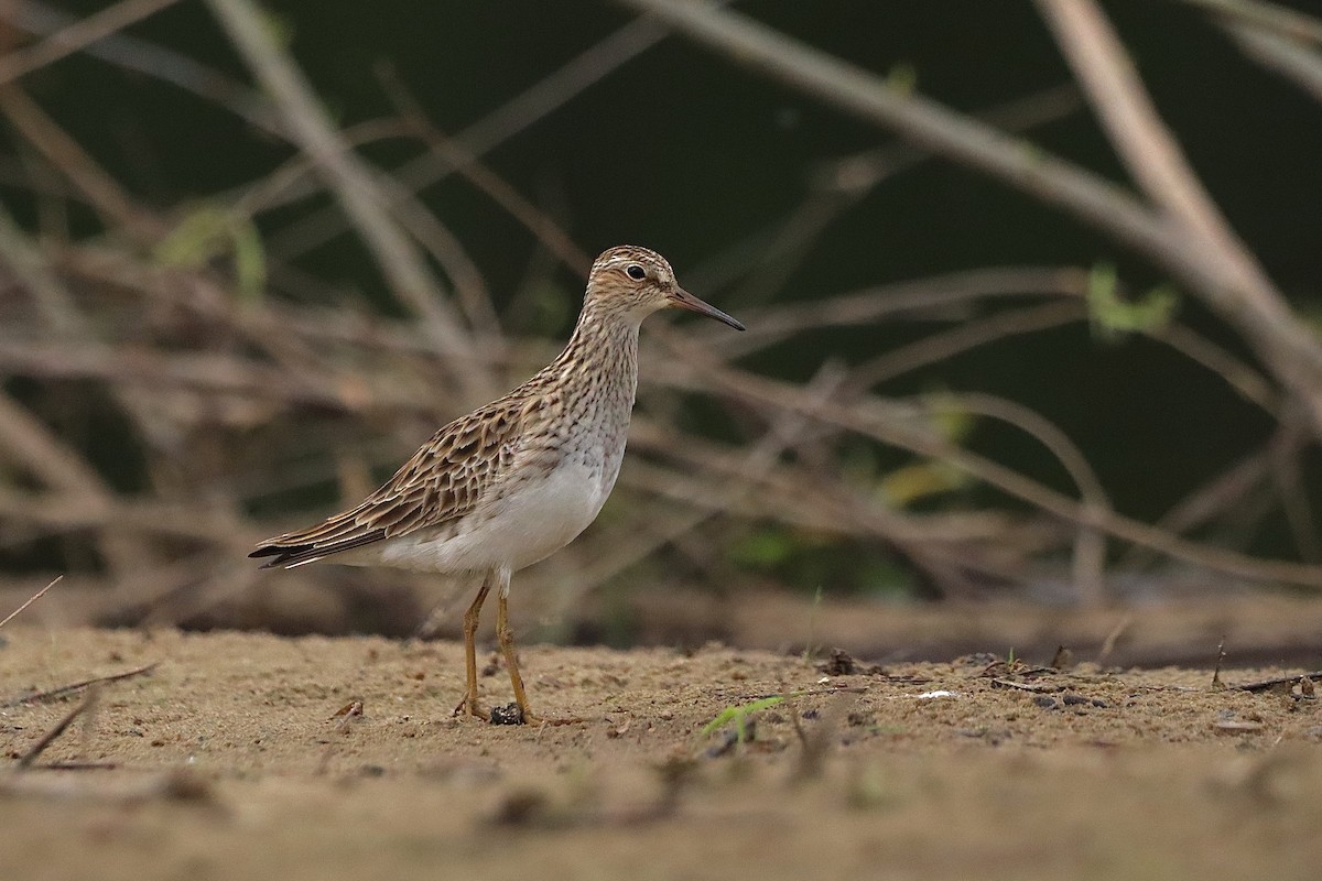 Pectoral Sandpiper - Julianna Orr