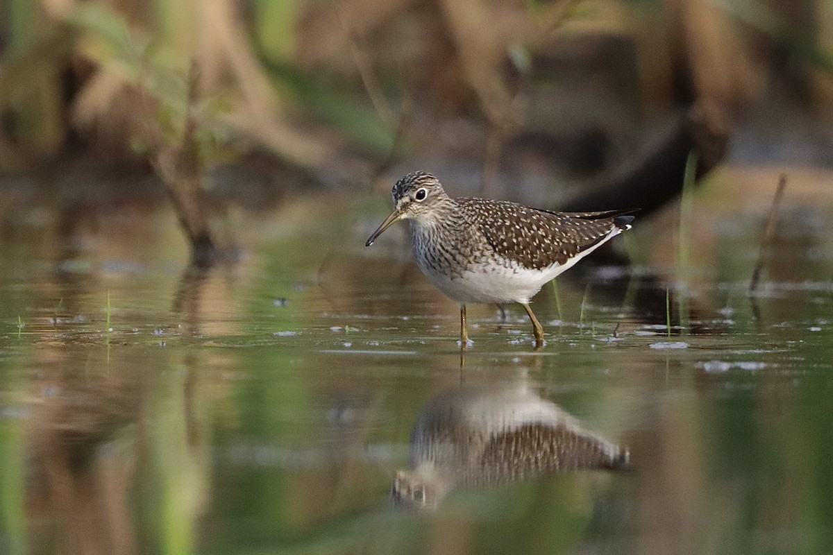 Solitary Sandpiper - Julianna Orr