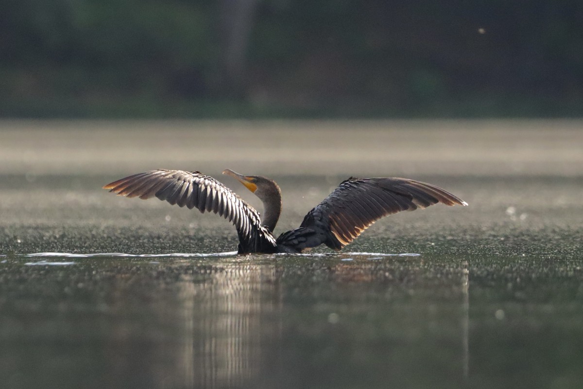 Double-crested Cormorant - ML558583941
