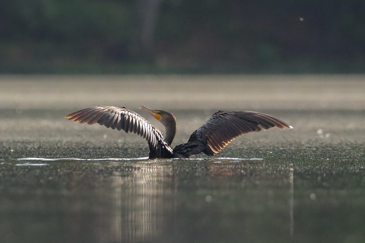 Cormorán Orejudo - ML558583941