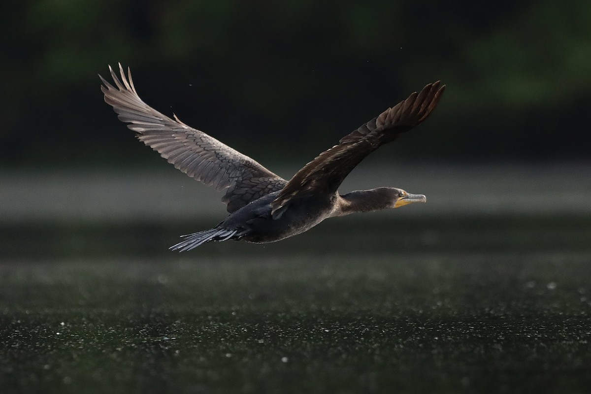 Cormoran à aigrettes - ML558583951