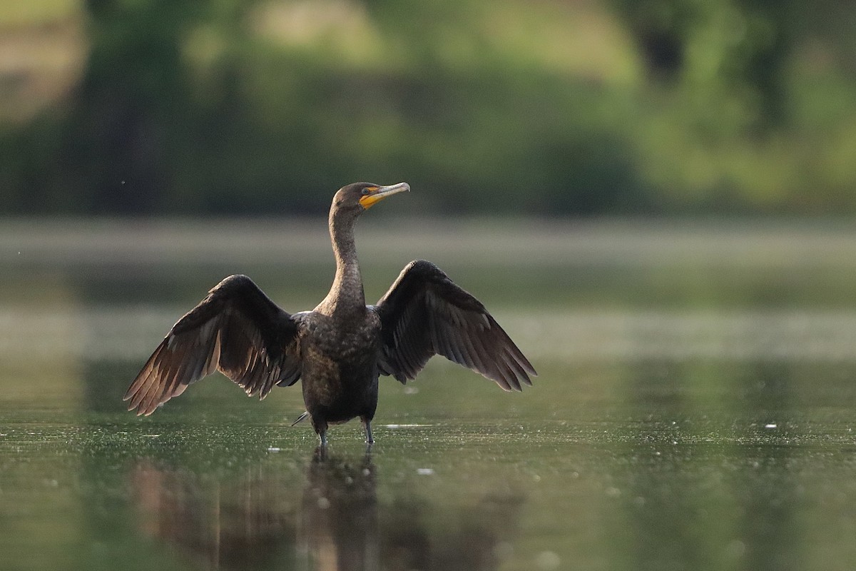 Double-crested Cormorant - Julianna Orr