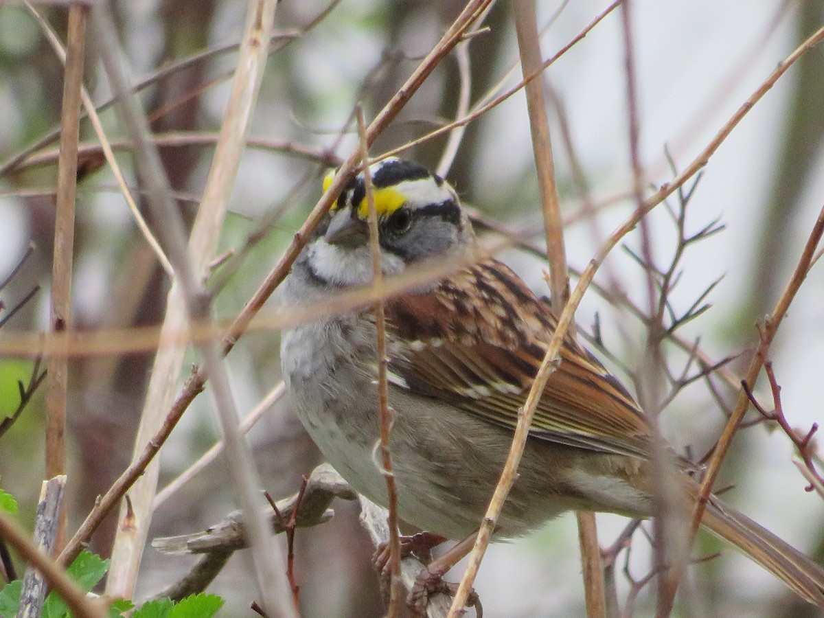 White-throated Sparrow - Thomas F