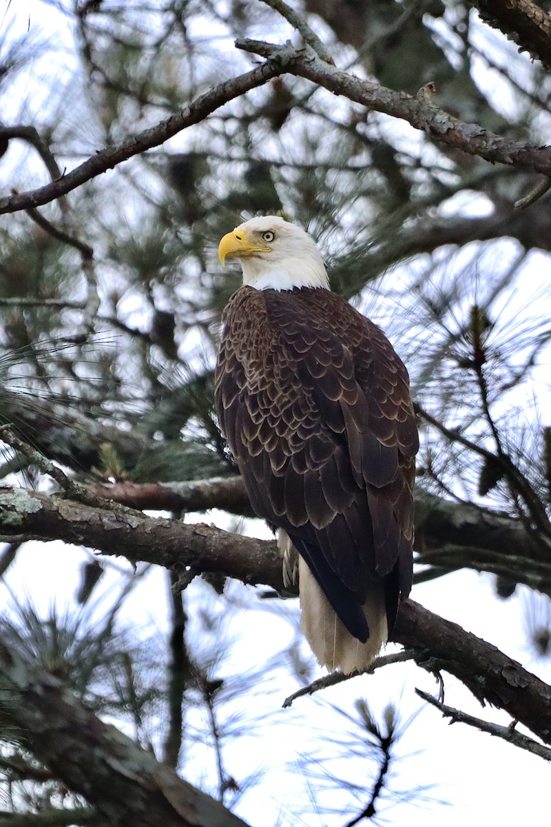 Bald Eagle - ML558584081