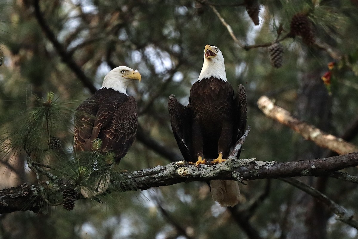 Bald Eagle - ML558584091