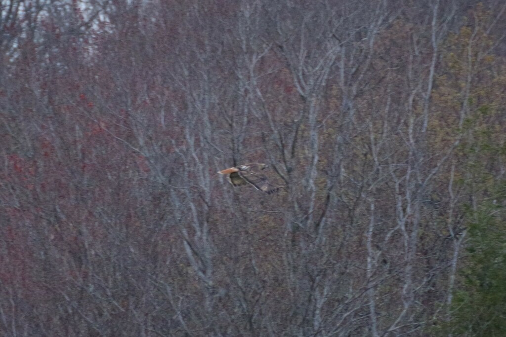 Red-tailed Hawk (borealis) - Aidan Flinn