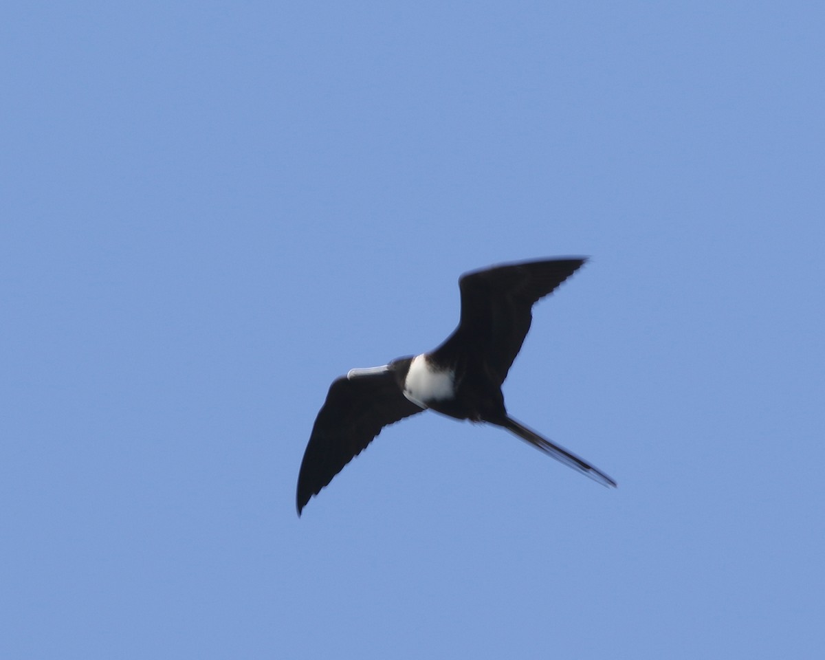 Magnificent Frigatebird - Jorge Montejo