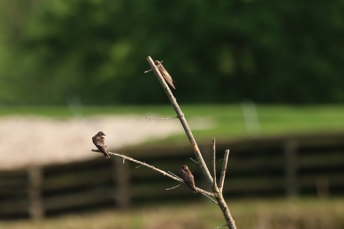 Northern Rough-winged Swallow - ML558584351