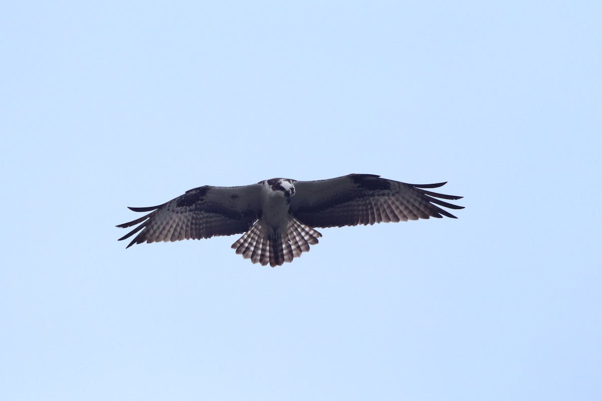 Balbuzard pêcheur - ML558584861