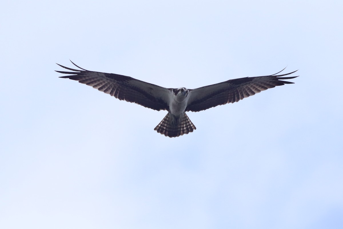 Balbuzard pêcheur - ML558584871