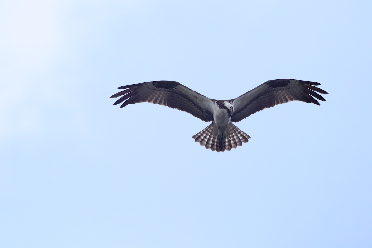 Águila Pescadora - ML558584881