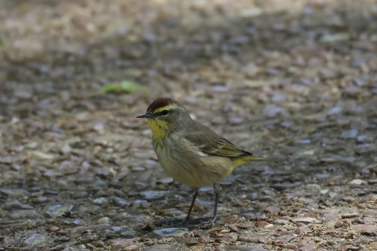 Paruline à couronne rousse - ML558585011