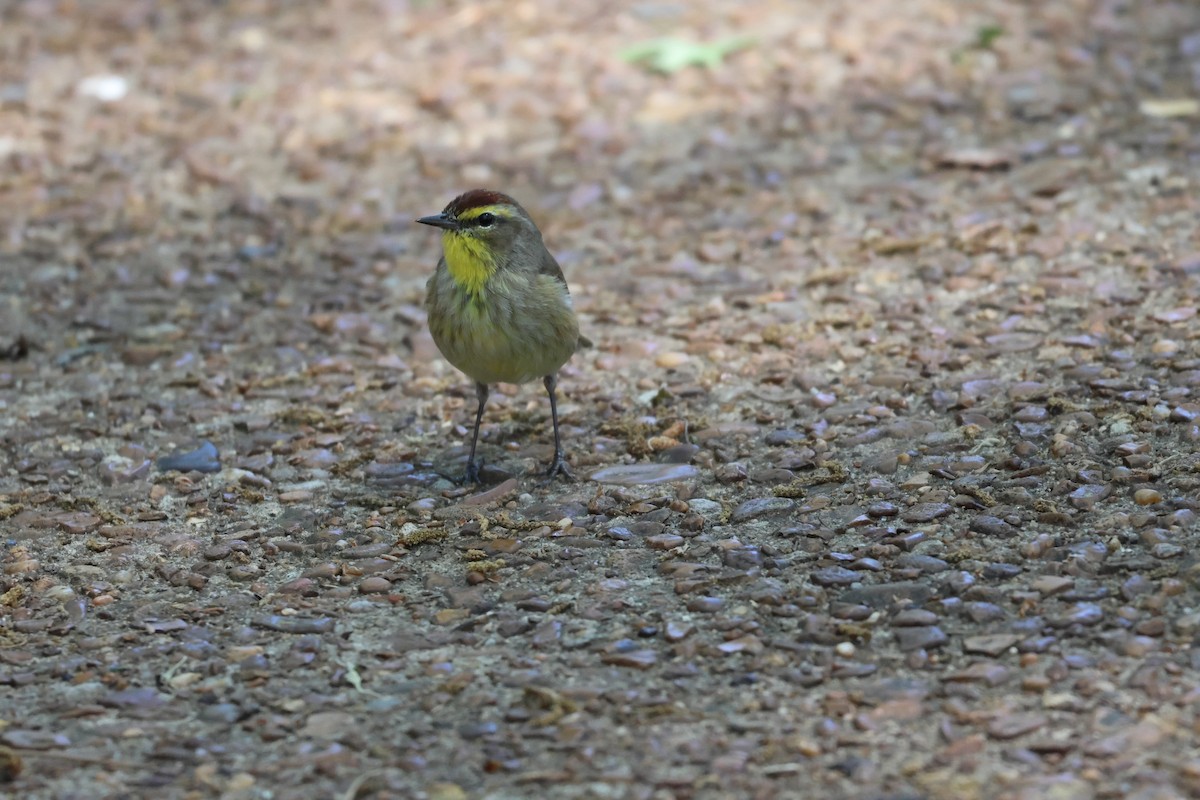 Paruline à couronne rousse - ML558585021