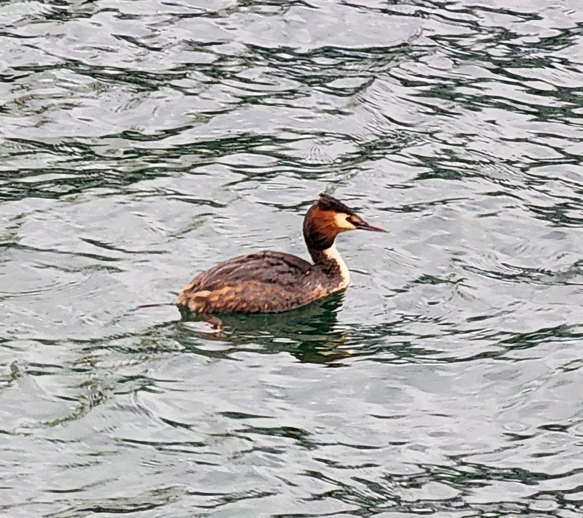 Great Crested Grebe - Megan Taylor