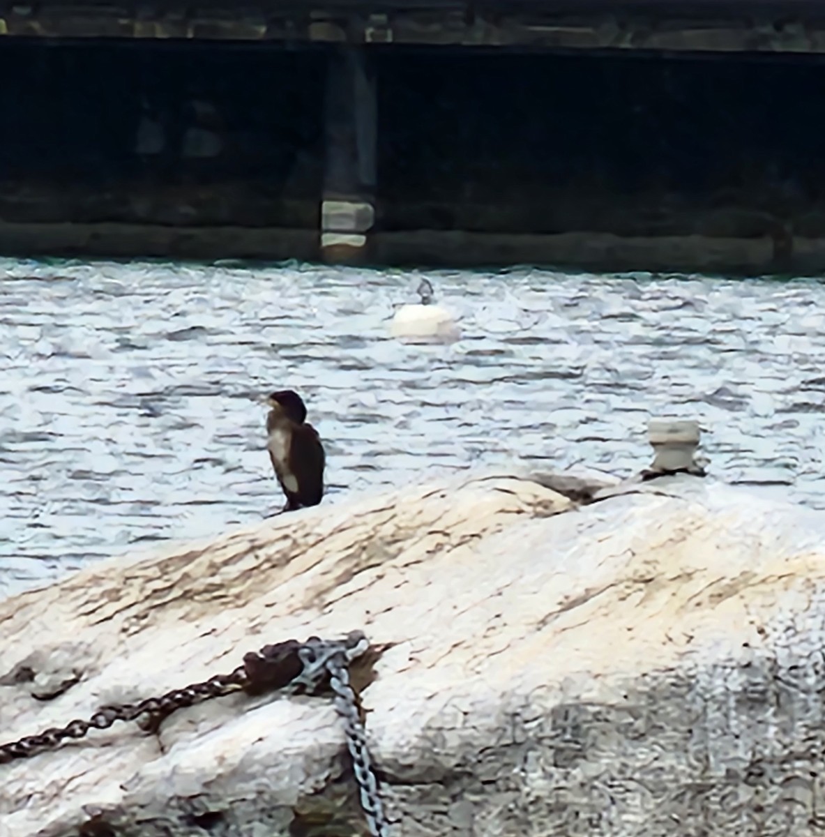 Great Cormorant - Megan Taylor