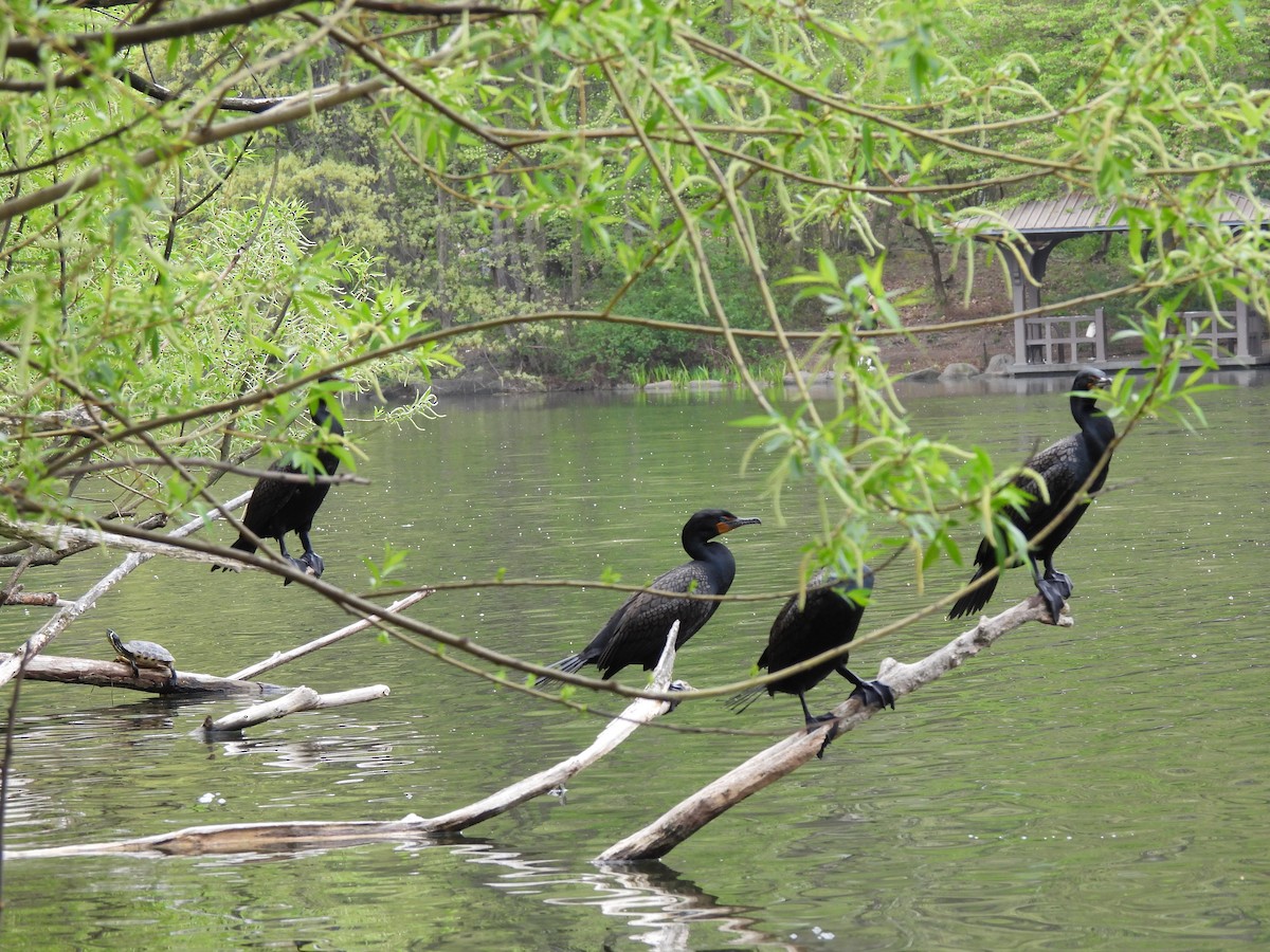 Double-crested Cormorant - ML558587341