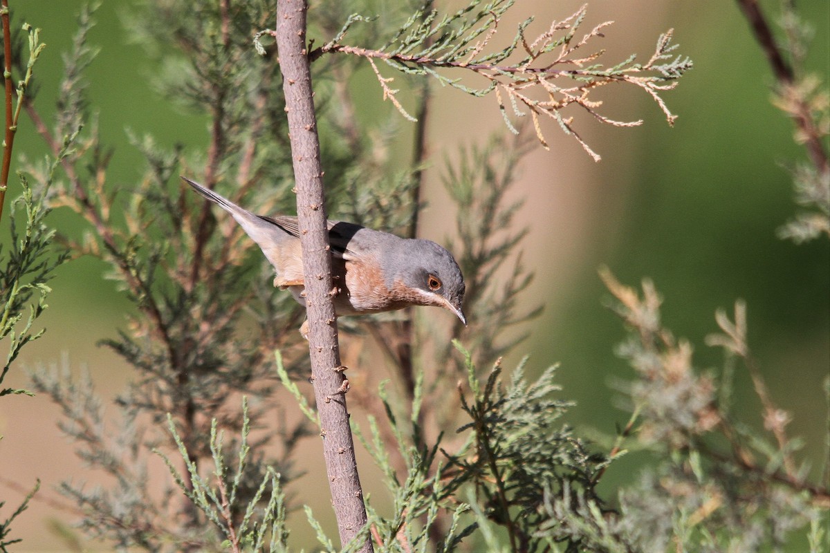 Western Subalpine Warbler - ML558587861