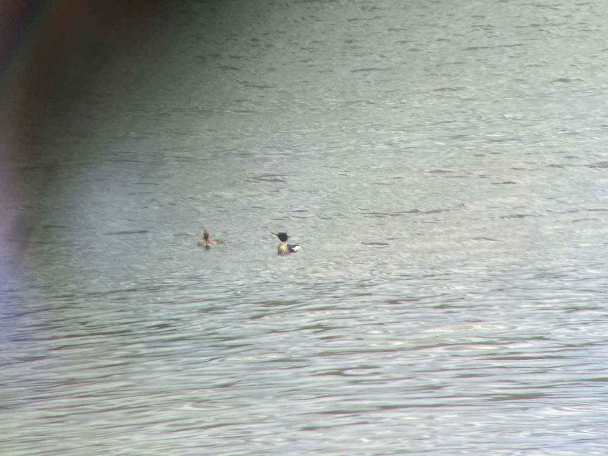 Red-breasted Merganser - ML558587981