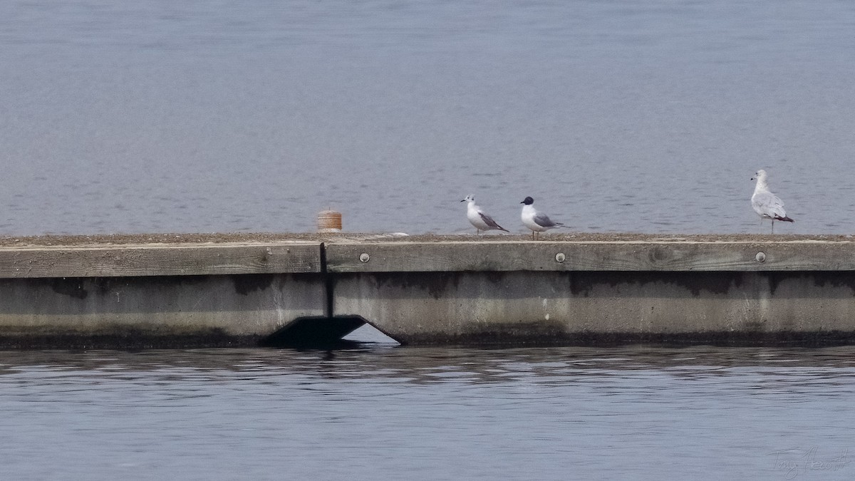 Bonaparte's Gull - ML558588741