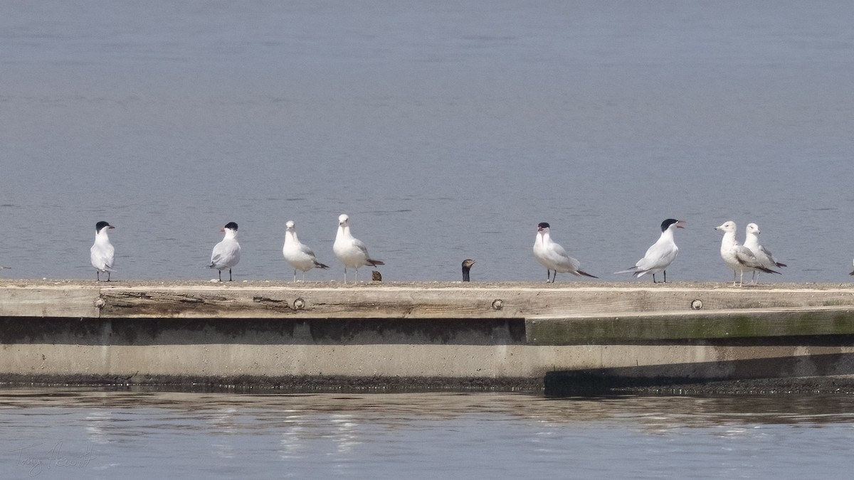 Caspian Tern - ML558588821