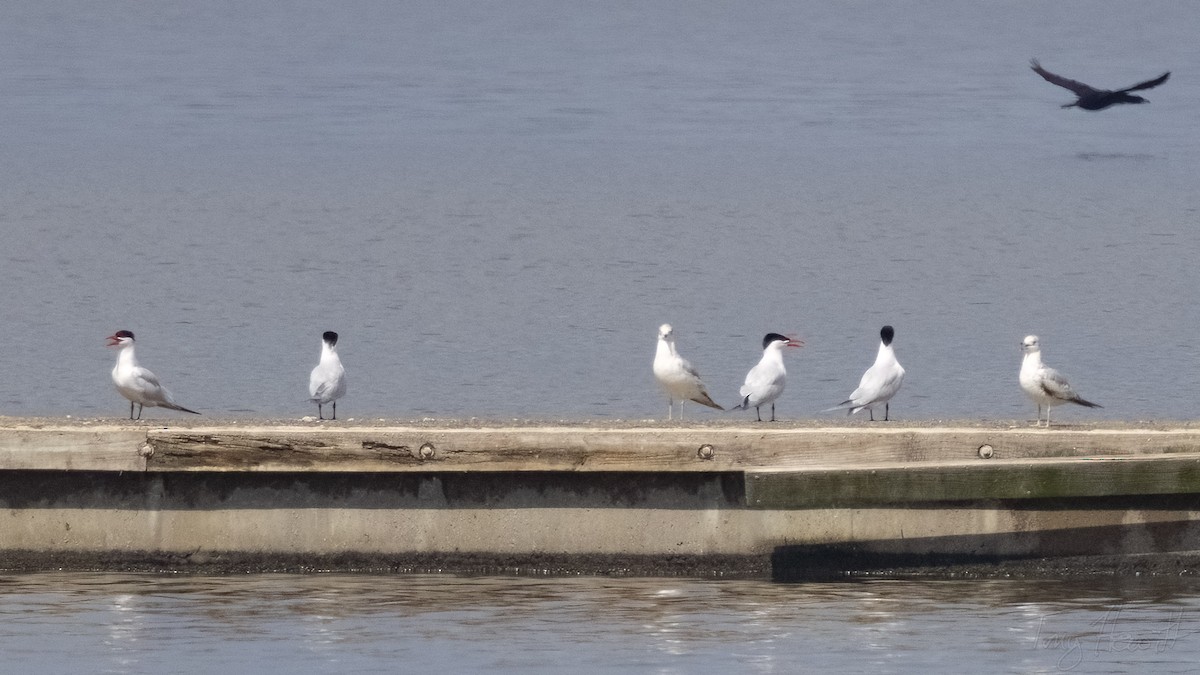 Caspian Tern - ML558588831