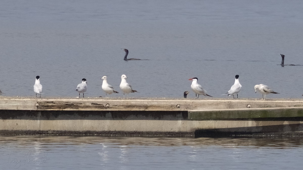 Caspian Tern - ML558588841