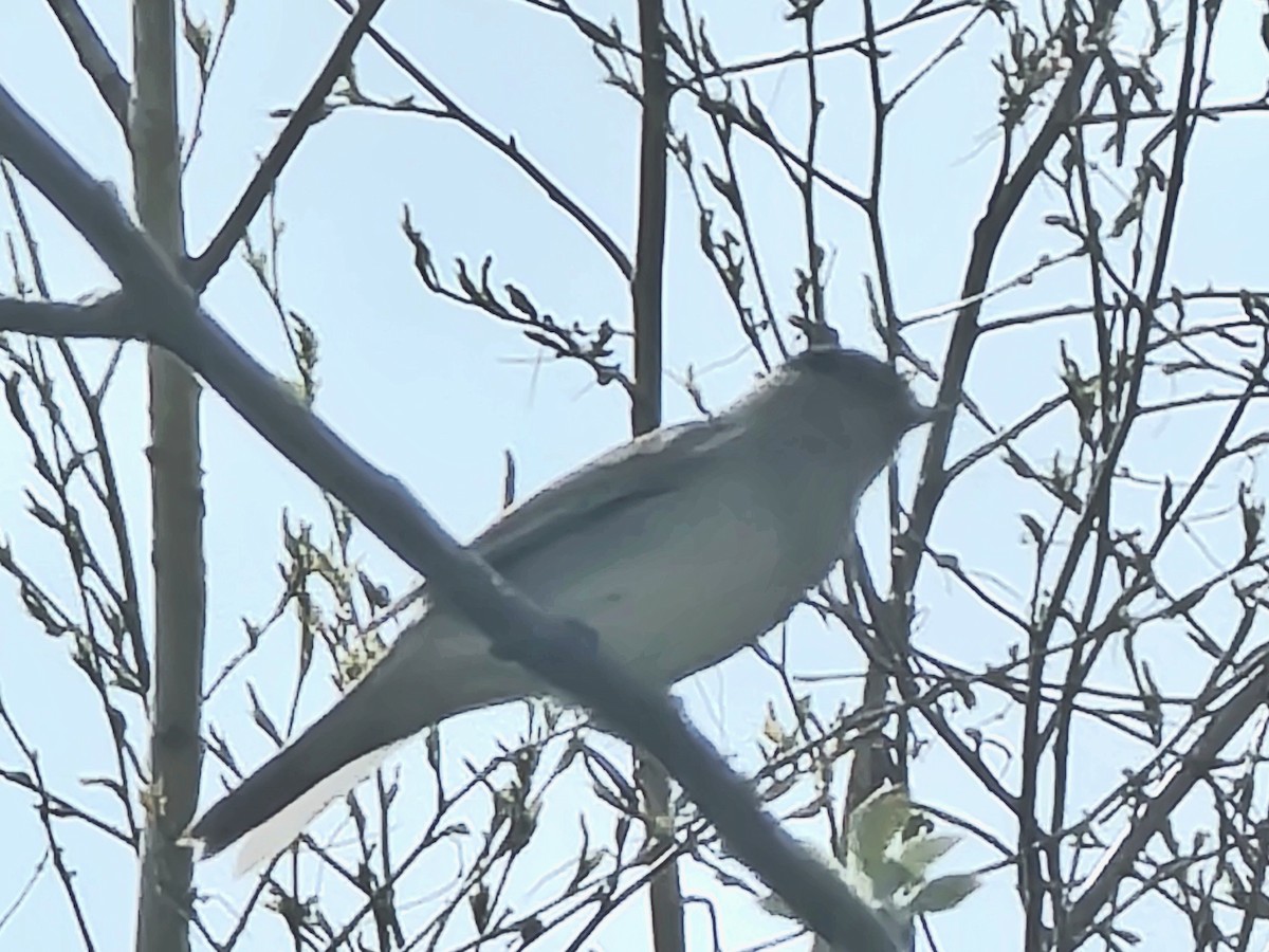 Eurasian Blackcap - Megan Taylor