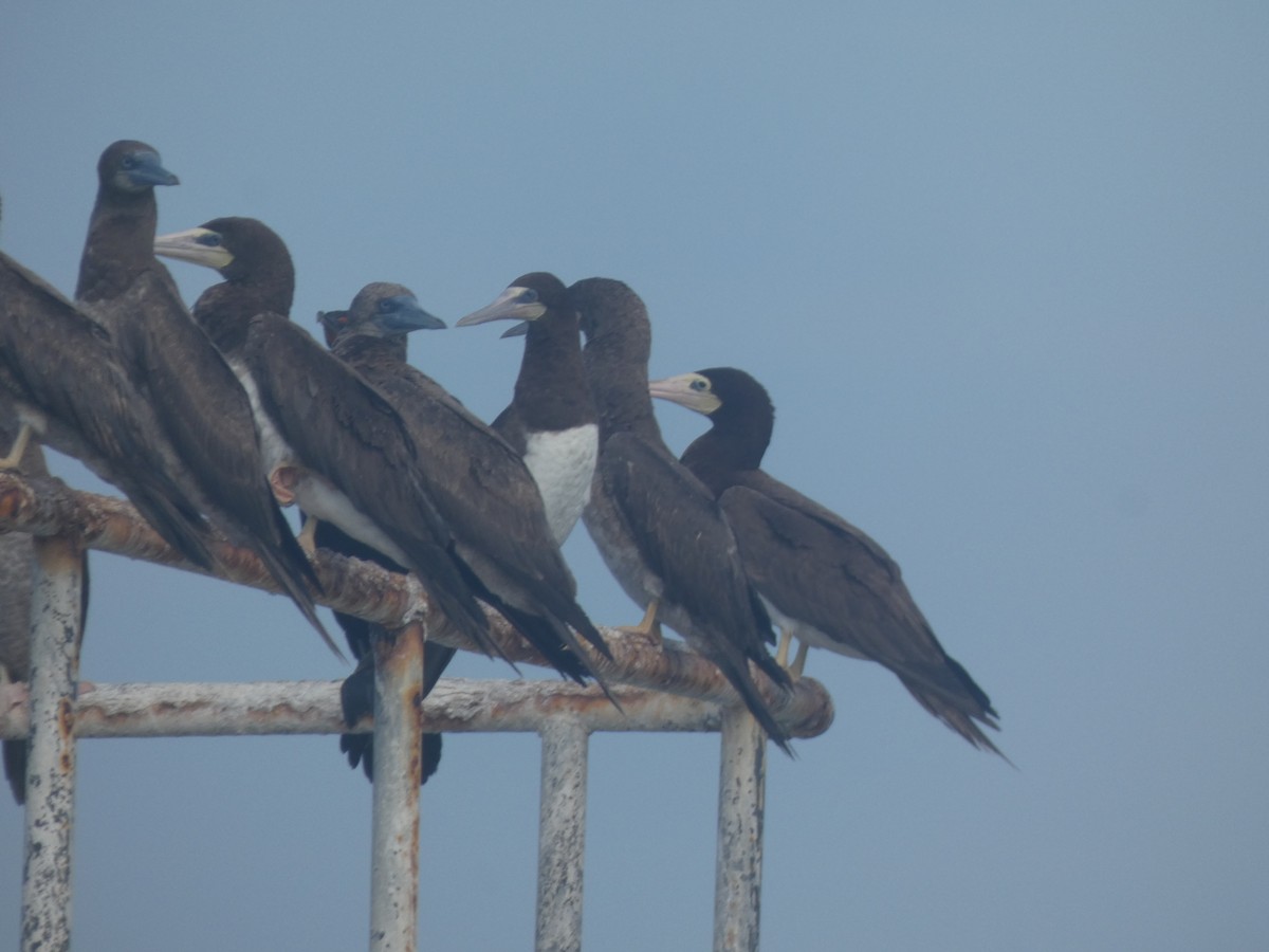 Kara Sümsük (leucogaster) - ML558589031