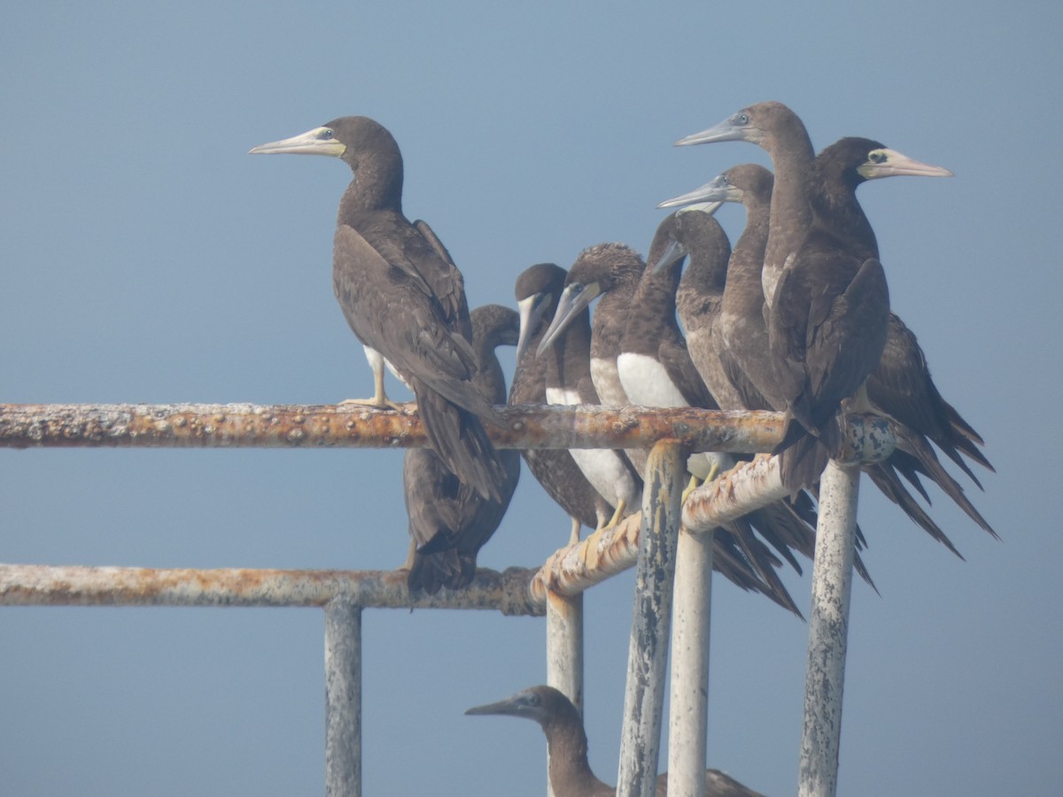 Brown Booby (Atlantic) - Eric Plage