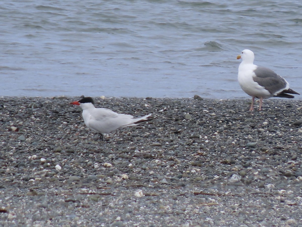 裏海燕鷗 - ML558589731