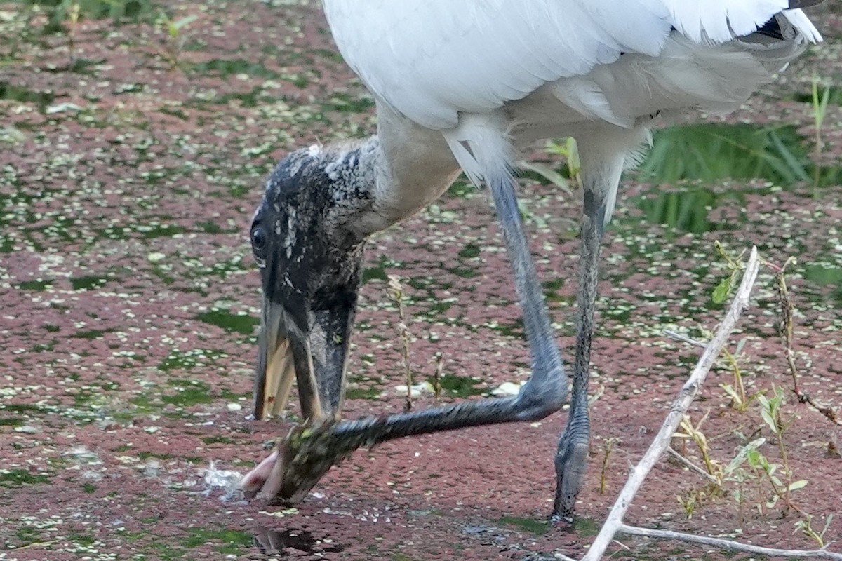 Wood Stork - ML558590201