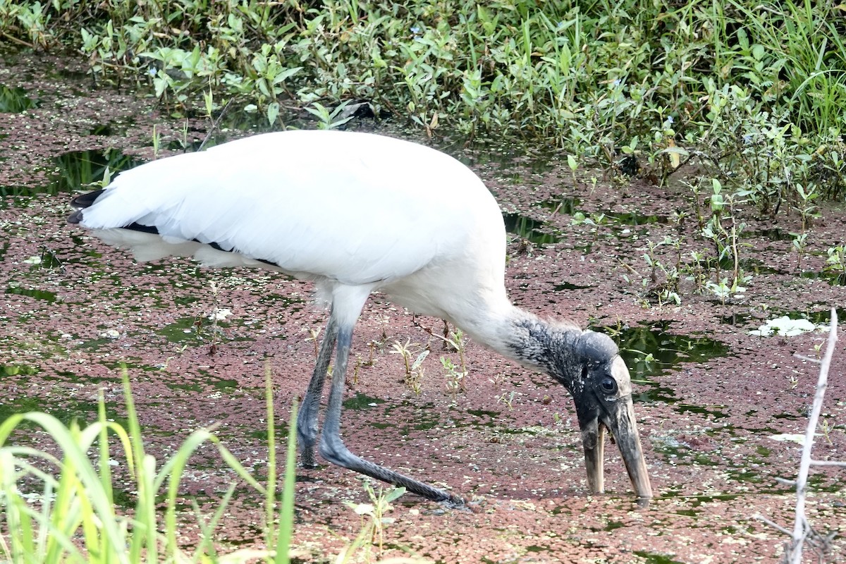 Wood Stork - ML558590211