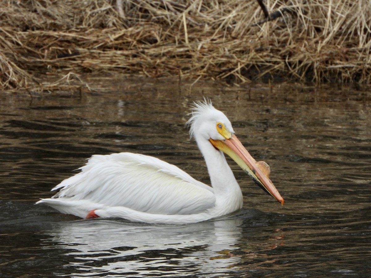 American White Pelican - Jocelyn K