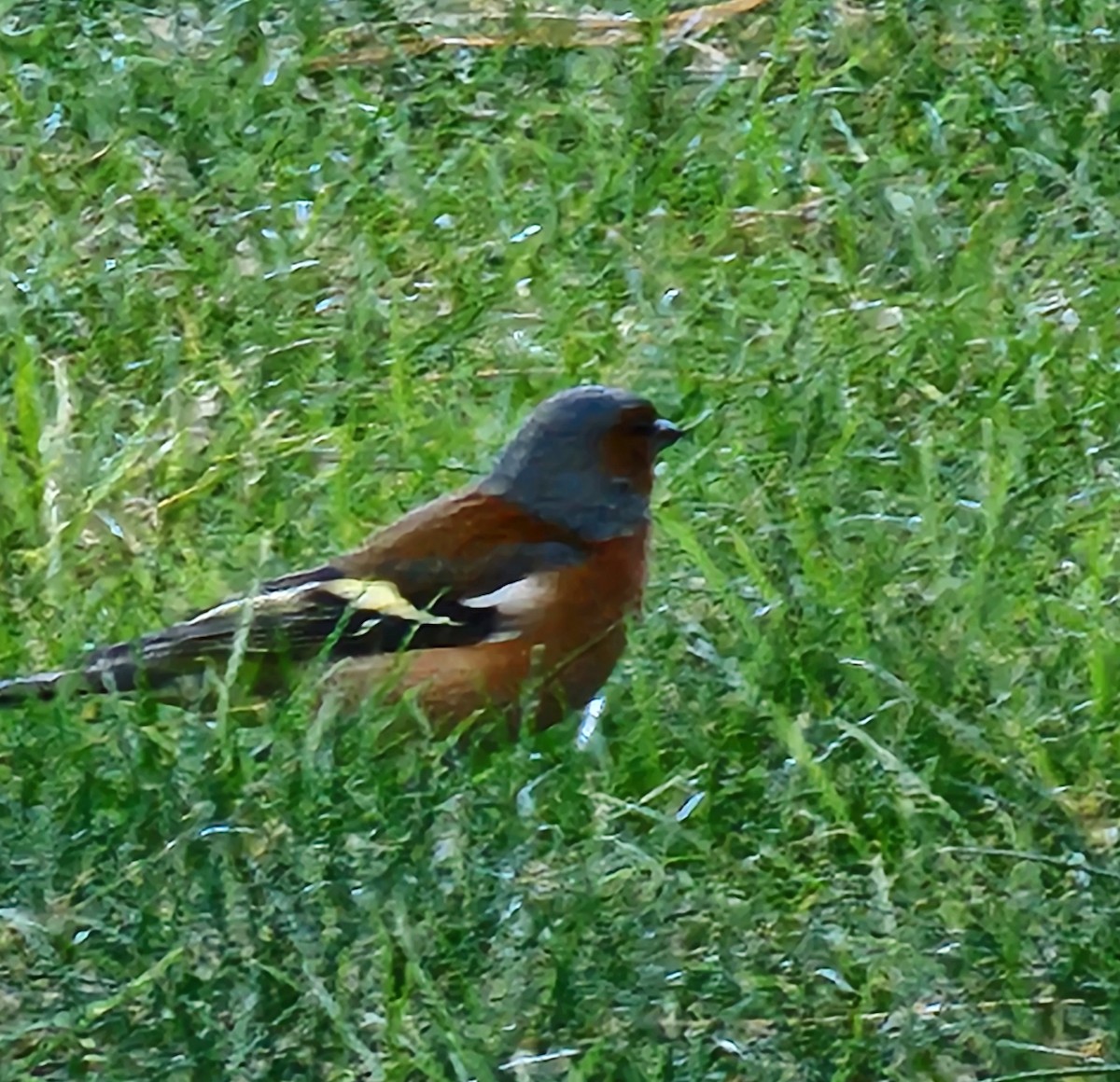 Common Chaffinch - ML558590801