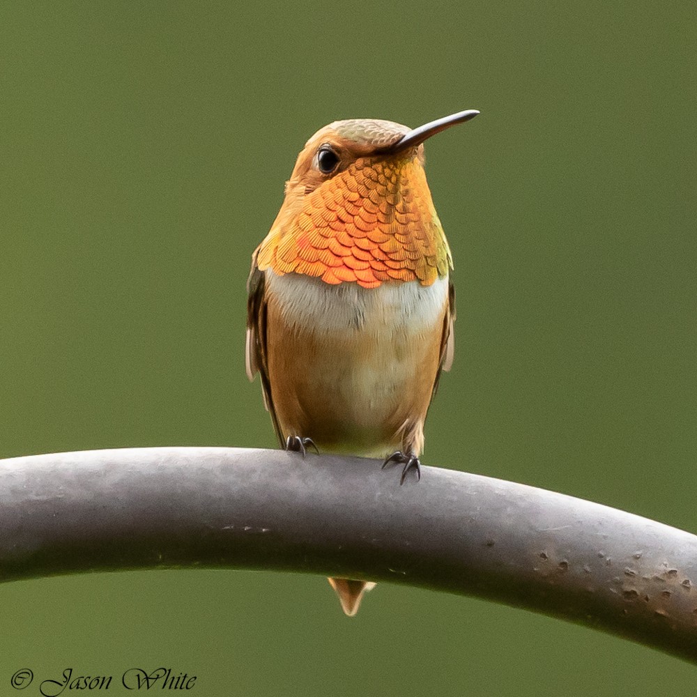 Rufous Hummingbird - ML558590811