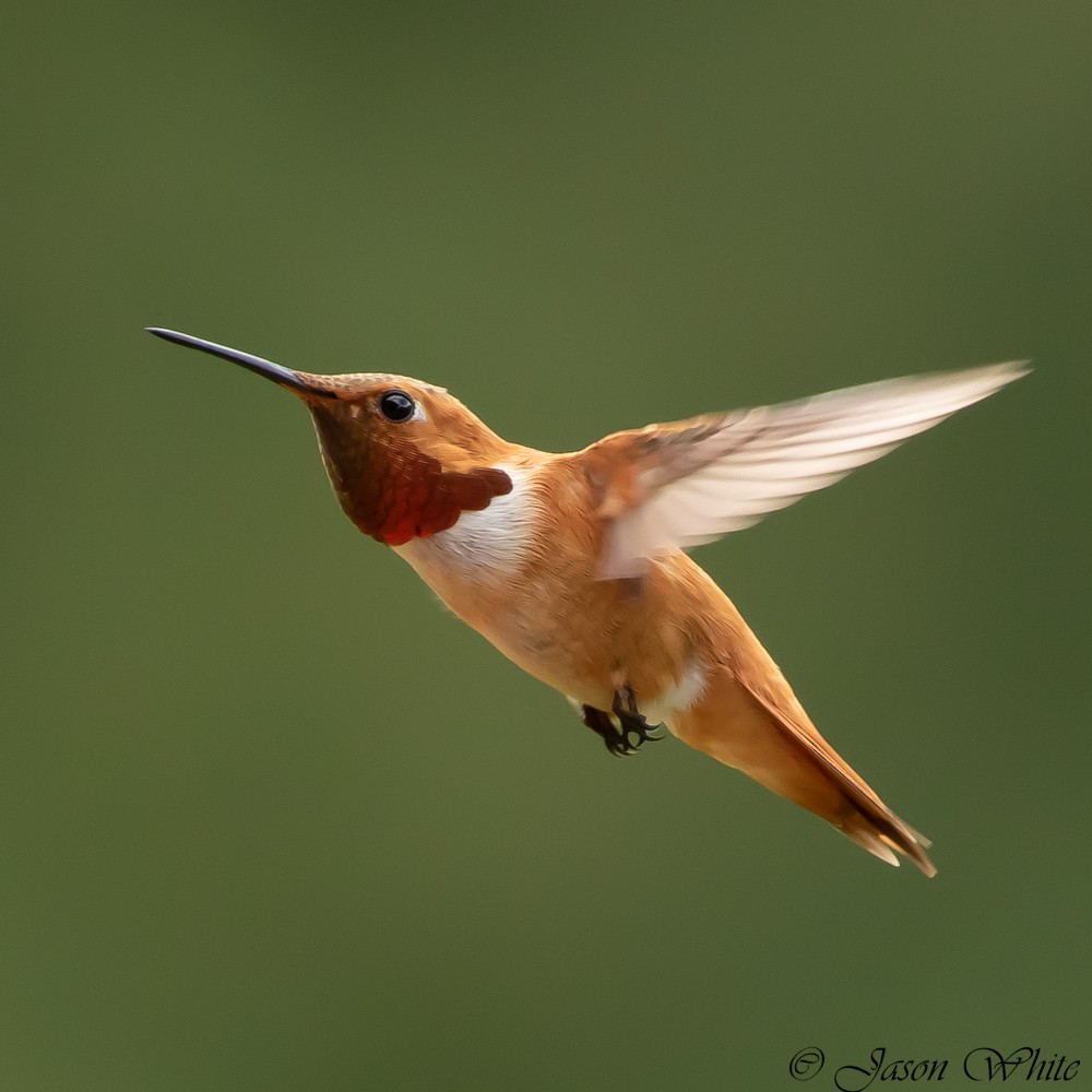 Rufous Hummingbird - ML558590821