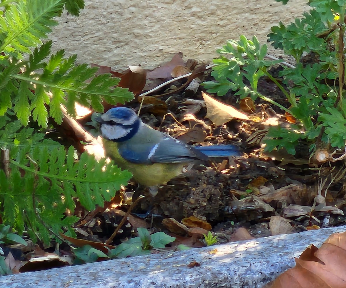 Eurasian Blue Tit - ML558591631