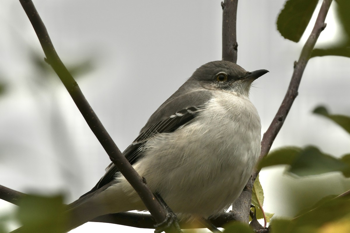 Northern Mockingbird - Julien Amsellem