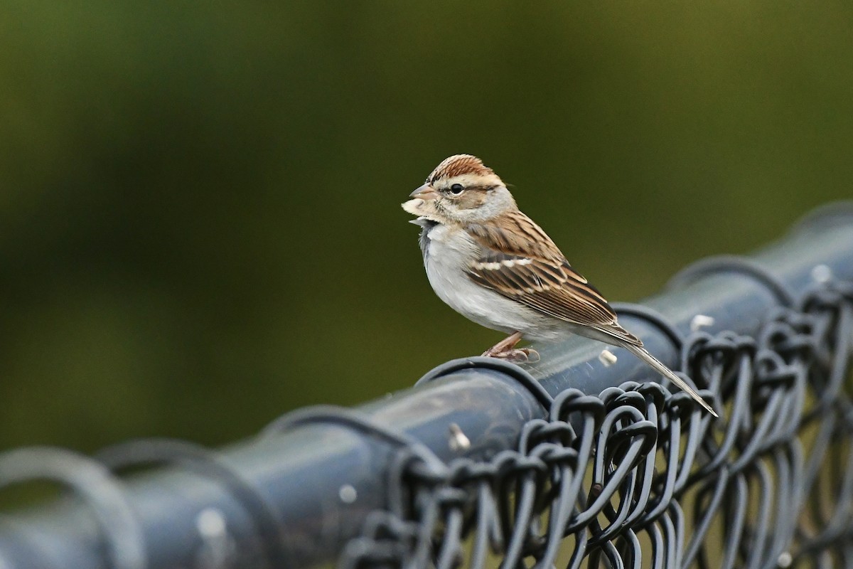 Chipping Sparrow - ML558592141