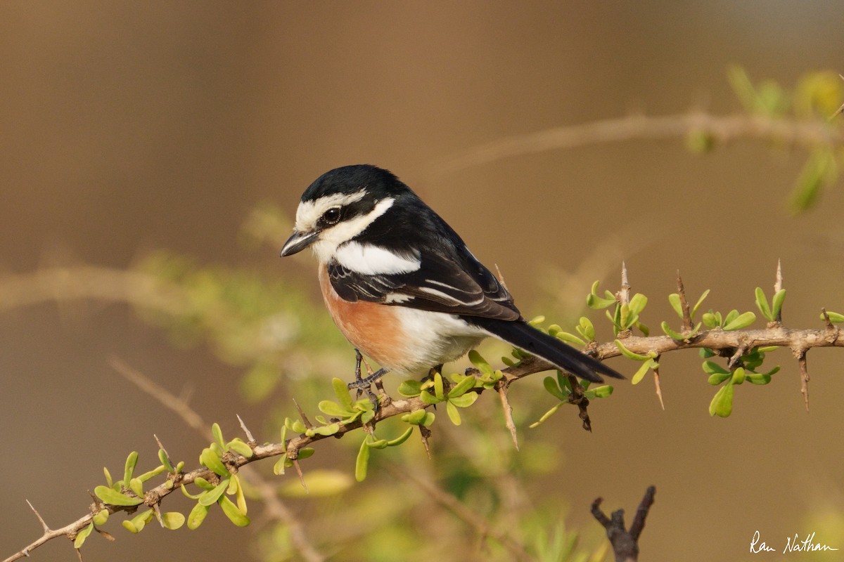 Masked Shrike - ML558592711