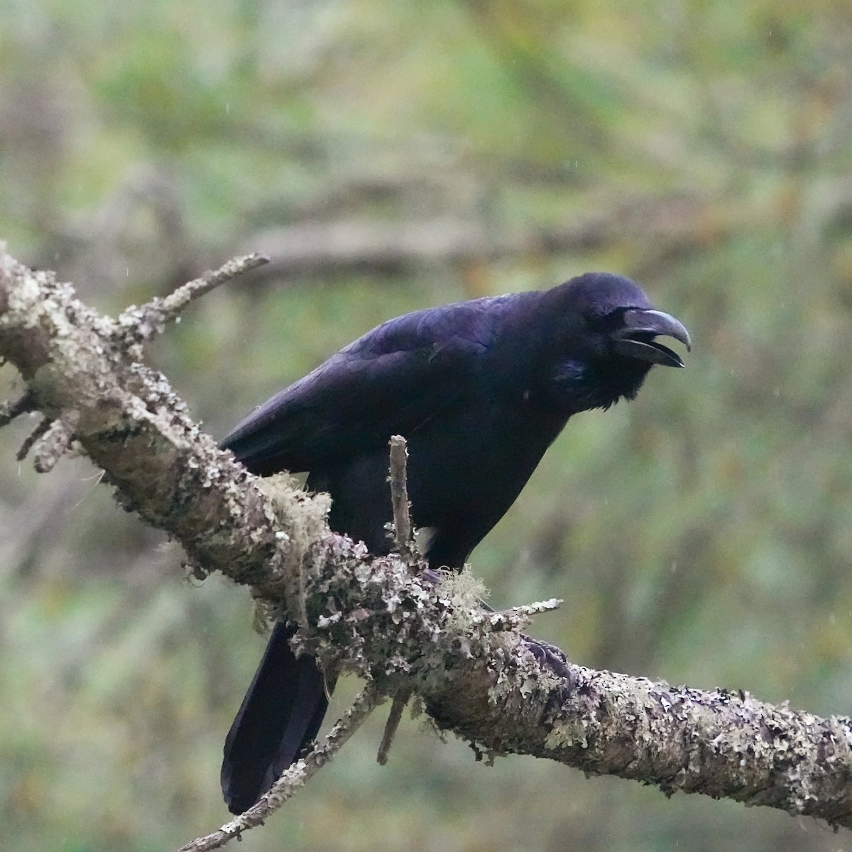 Large-billed Crow - Tom Cho